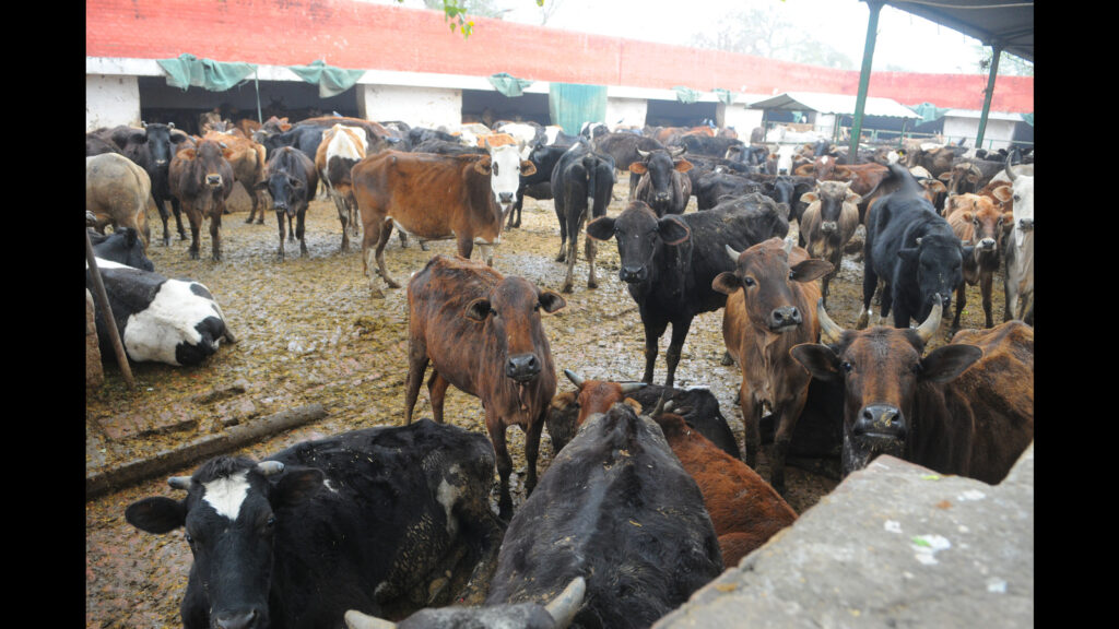 Chandigarh municipal corporation re-invites applications for gaushala management