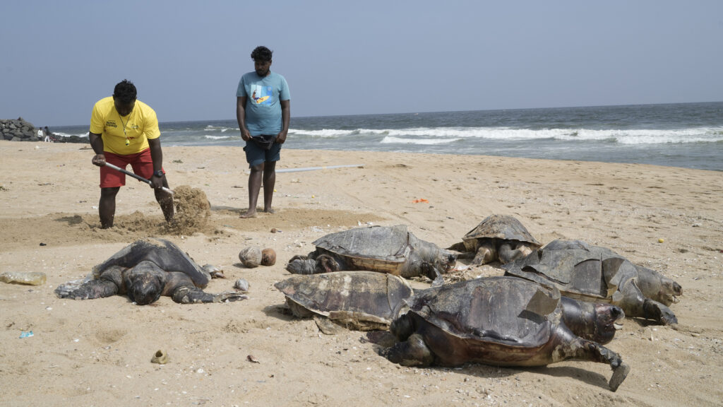 Chennai locals patrol beaches to save Olive Ridley turtles, protect eggs I Photos