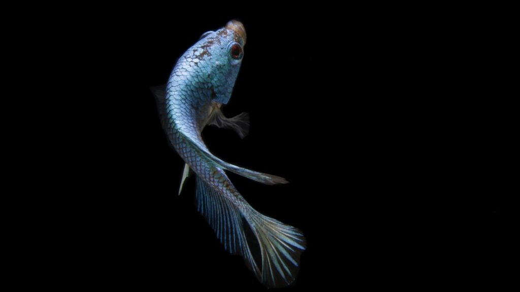 Chennai man chokes to death after fish he caught swims into his throat in bizarre accident | Trending