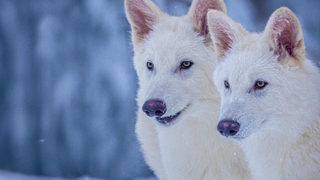 Colossal Biosciences responds to Indian man’s question on the ‘de-extinction’ of dire wolf species | Trending