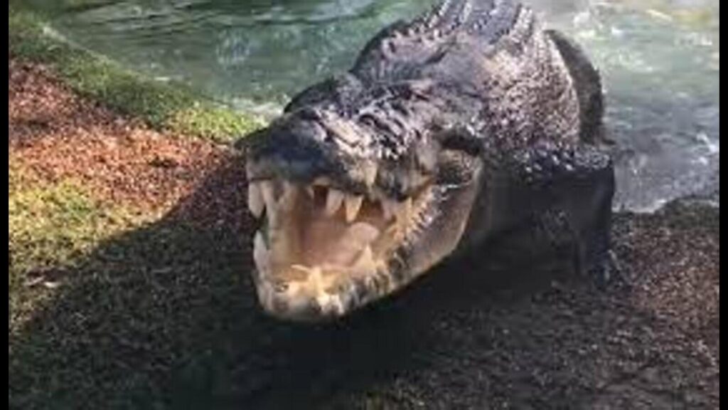 Crocodile drags shepherd into Chambal river in Auraiya, search on
