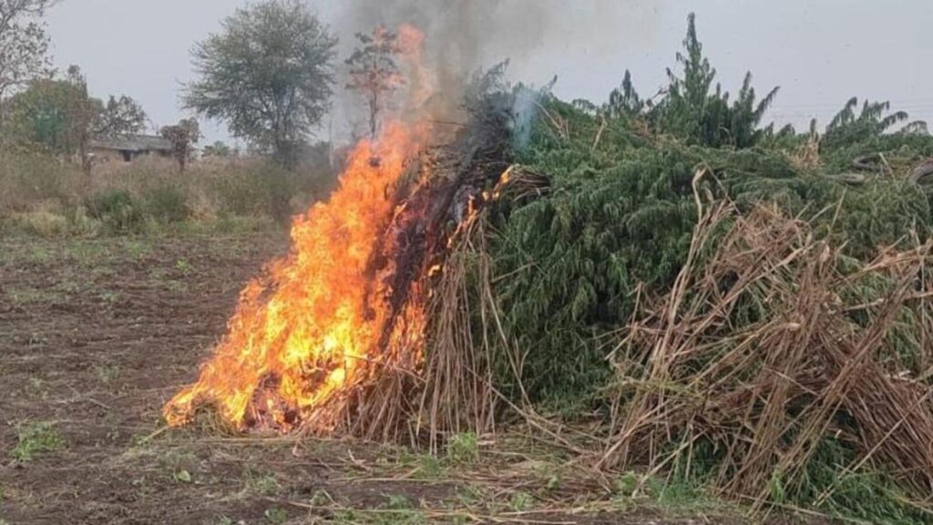 DRI destroys 9.49 acres of illegally cultivated cannabis in Dhule | Mumbai news