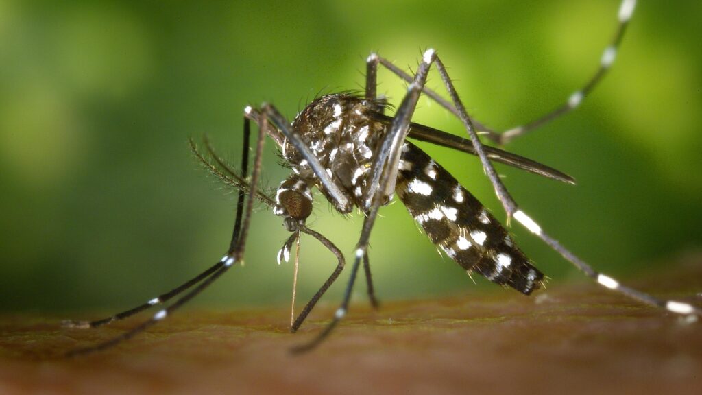 Dengue cases surge in Bengaluru: Officials launch crackdown, citizens urged to stay vigilant | Bengaluru