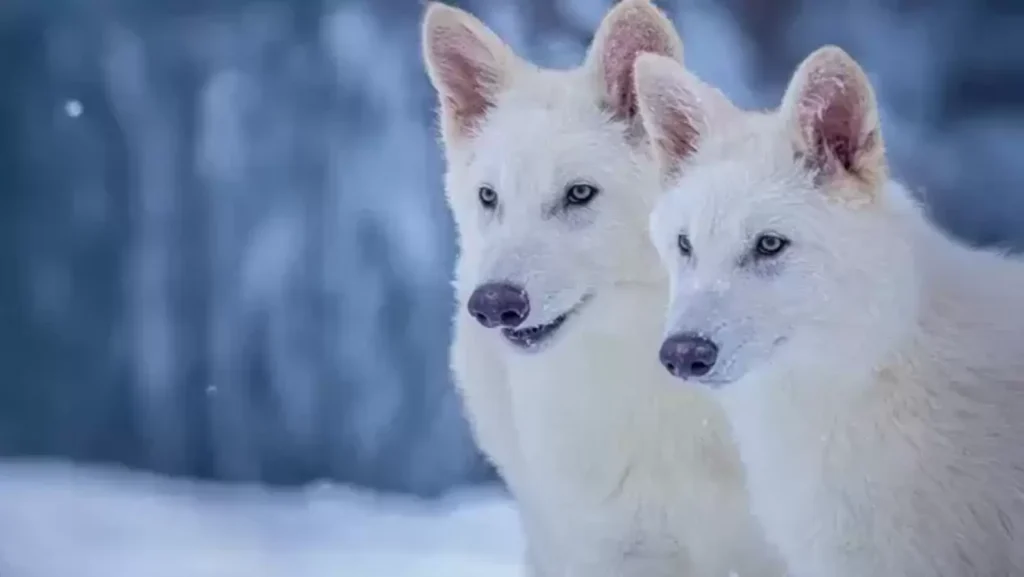 Dire wolf’s extinction over? Game of Thrones species returns after 12,500 years – Watch