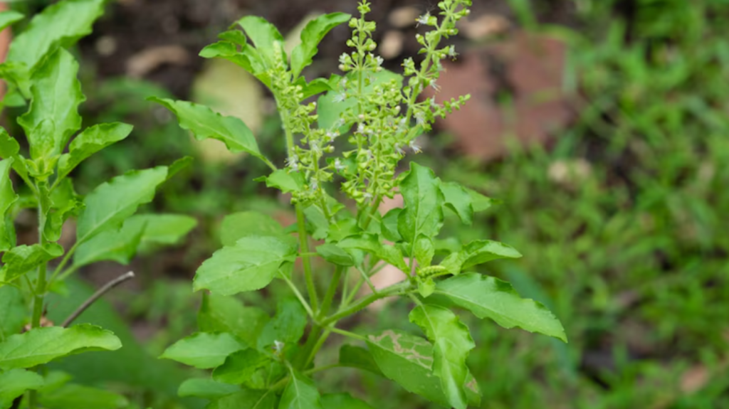 Doctor shares 5 science-backed benefits of including traditional Indian herb tulsi in your diet: Immunity to sleep | Health