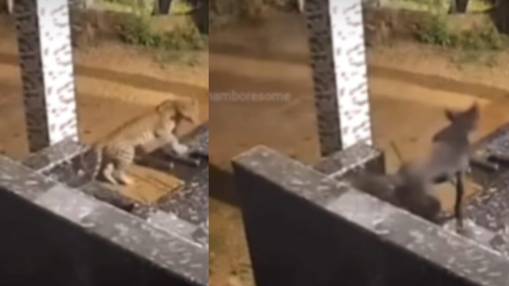 Dog startles leopard with sudden bark, sends the big cat fleeing in viral video: ‘Doggo supremacy’ | Trending