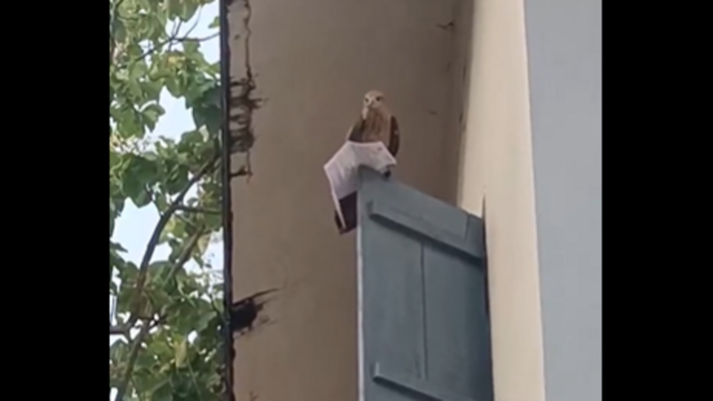 Eagle snatches hall ticket from candidate, returns it after brief drama. Video | Trending