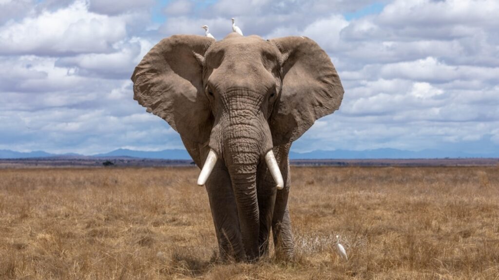 Elephant alert system cuts fatalities in India’s Chhattisgarh forests | Latest News India