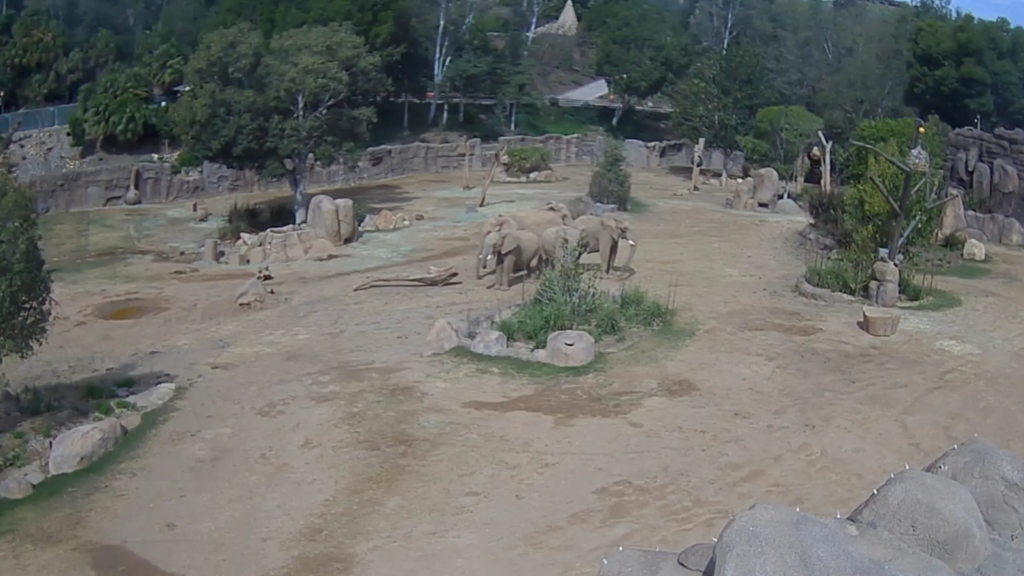Elephants form protective ‘alert circle’ around calves as 5.2 earthquake hits San Diego: video | Trending