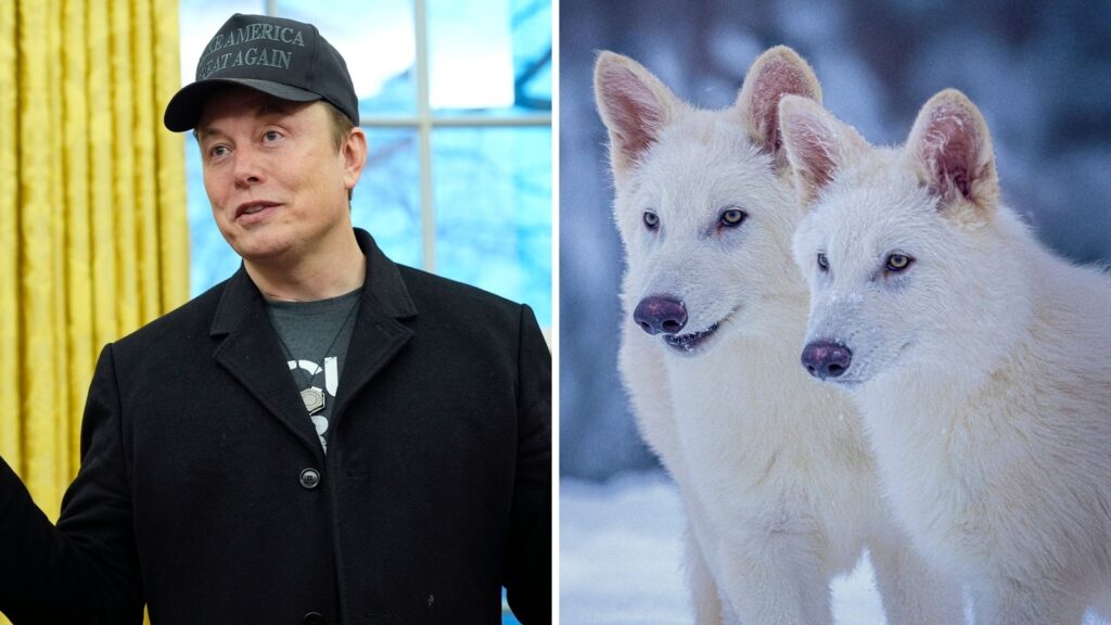 Elon Musk reacts to return of dire wolf, shares his next pet wish. Hint: It’s another extinct species | Trending