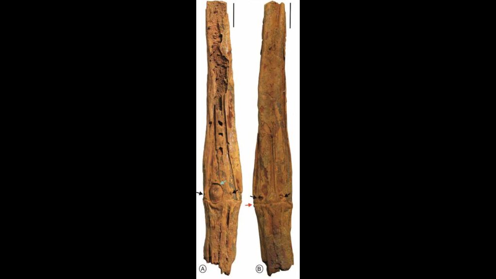 Eurasia’s oldest thorny bamboo fossil found in Manipur by BSIP scientists