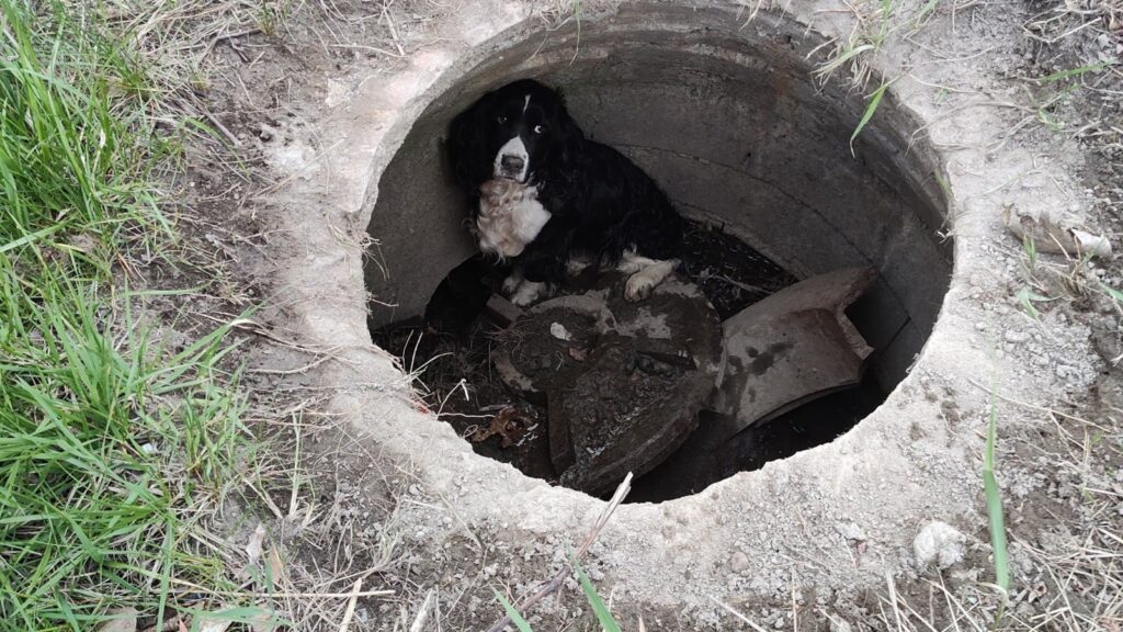 Fire leads to unexpected reunion: Missing dog found in storm drain near fiery crash site | Trending