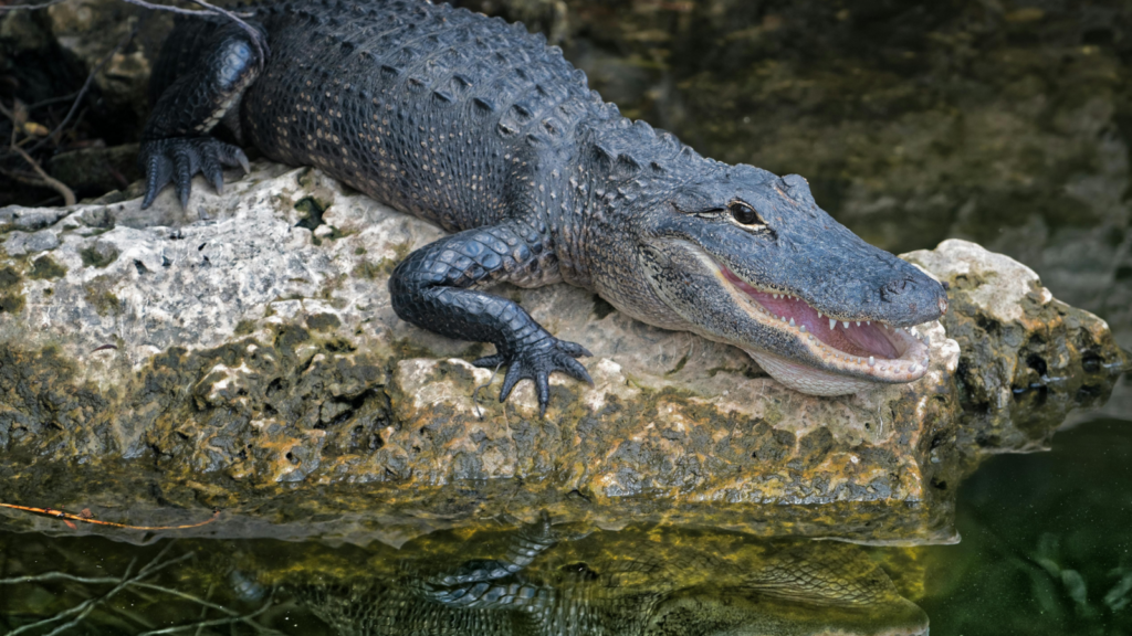 Florida woman jumps on over 6-foot alligator to rescue her dog during terrifying lake walk | Trending