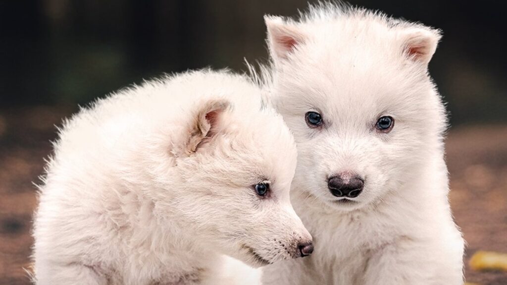 Game of Thrones fans rejoice: Real-life dire wolves are back thanks to CRISPR and ancient DNA resurrection