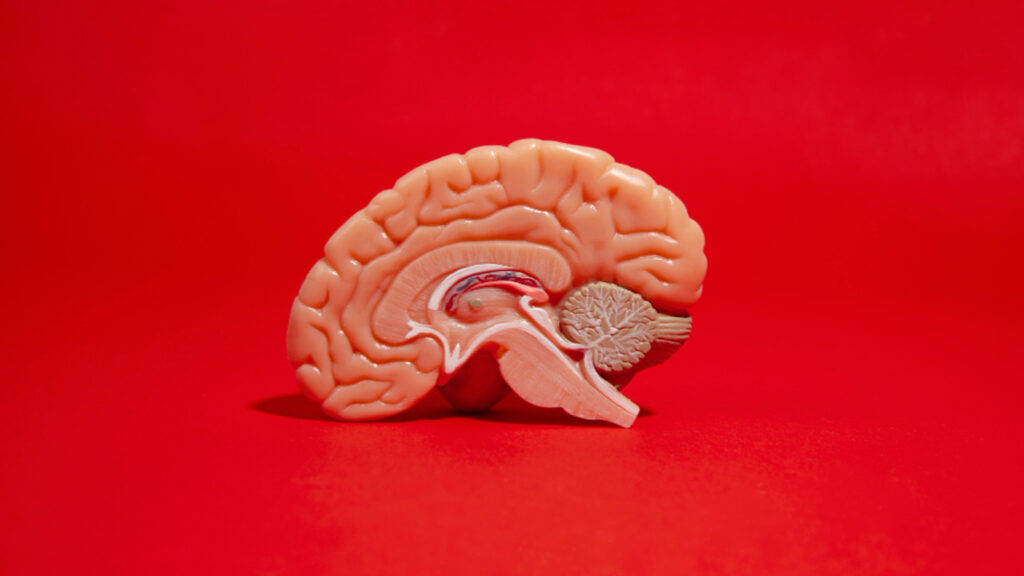 Groundbreaking study sheds light on how our brain learns and adapts | Health