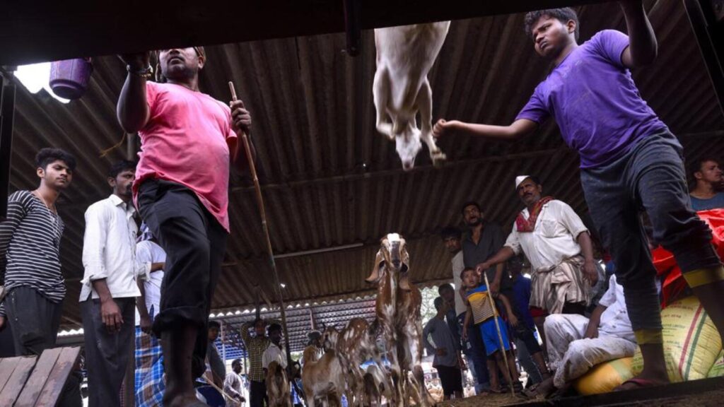 HC asks state to decide on plea to reduce medical examination fee at Deonar abattoir | Mumbai news