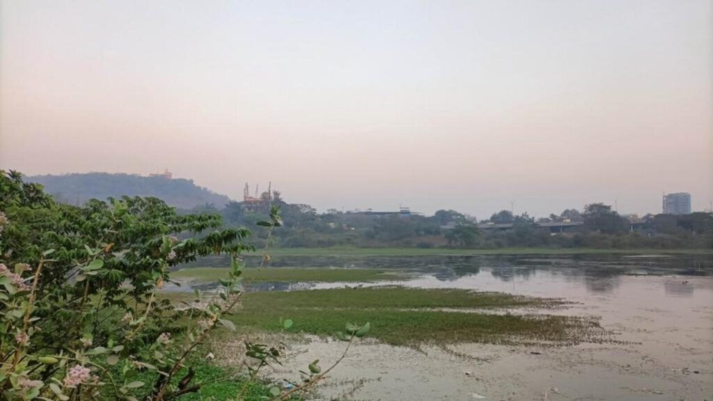 HC directs NMMC to remove encroachment from Lotus Lake in Nerul | Mumbai news