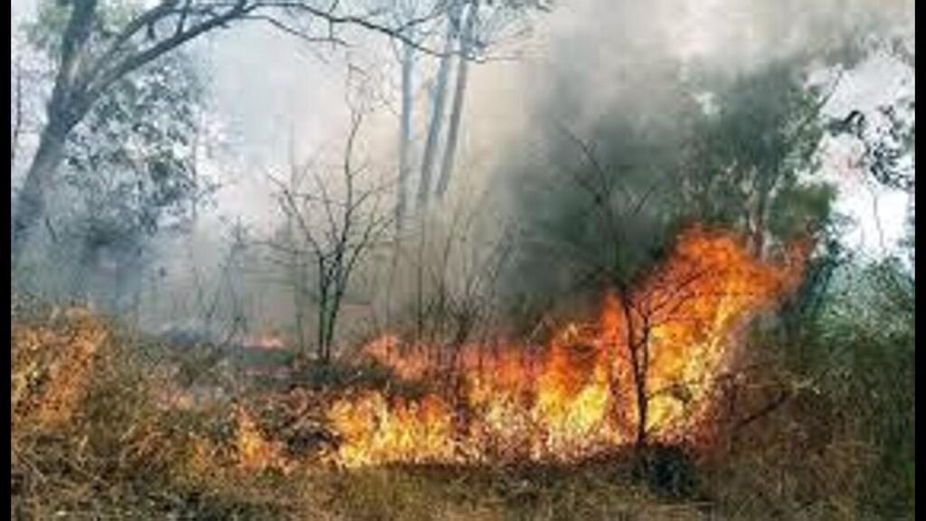 Himachal: Rain keeping forest fires low this season, says chief conservator