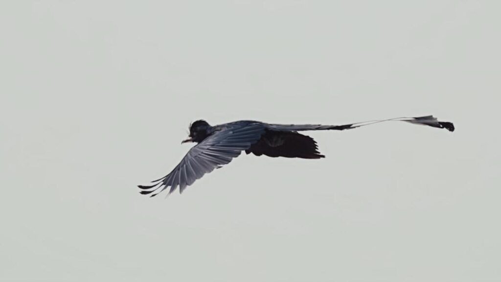 Himalayan bird greater racket-tailed drongo seen for first time in Gurugram
