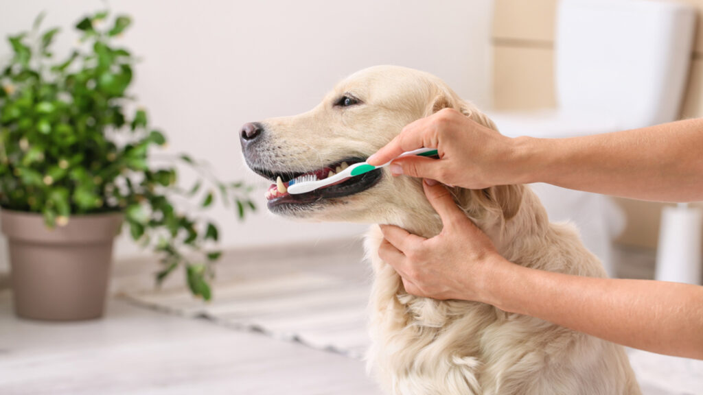 How often should you brush your pet’s teeth? Vet shares complete guide to their oral care