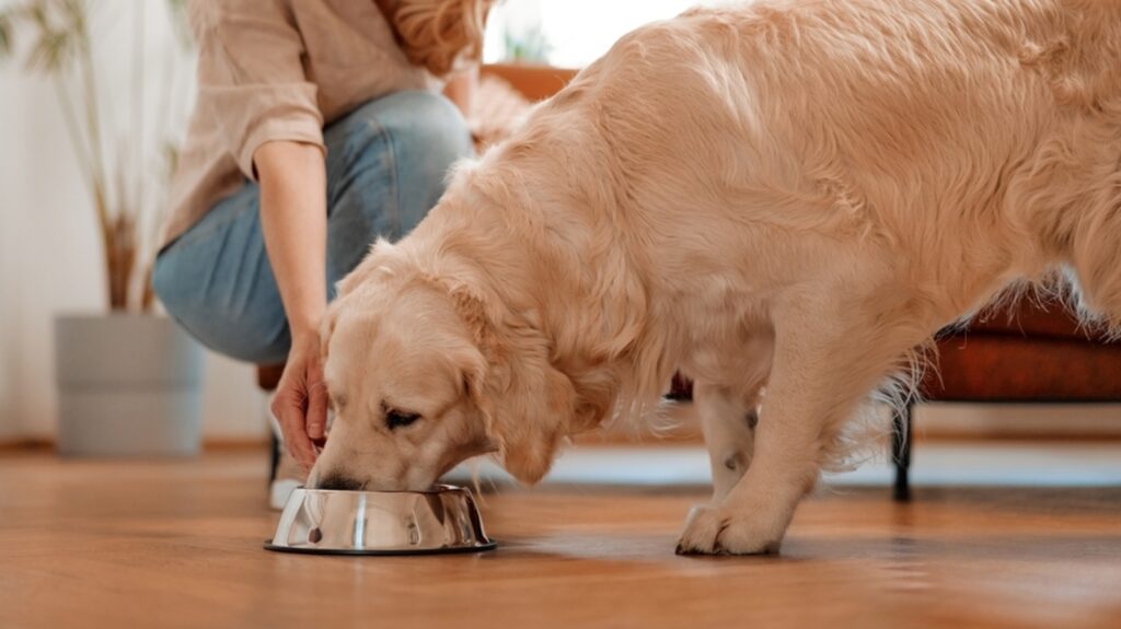 Is human food healthy for pets? Vet busts myths, shares facts