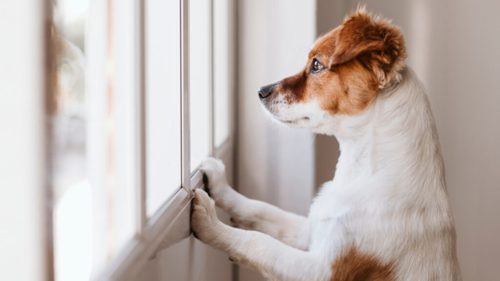 Is your pet lonely? Vet shares signs to understand canine loneliness and how to help