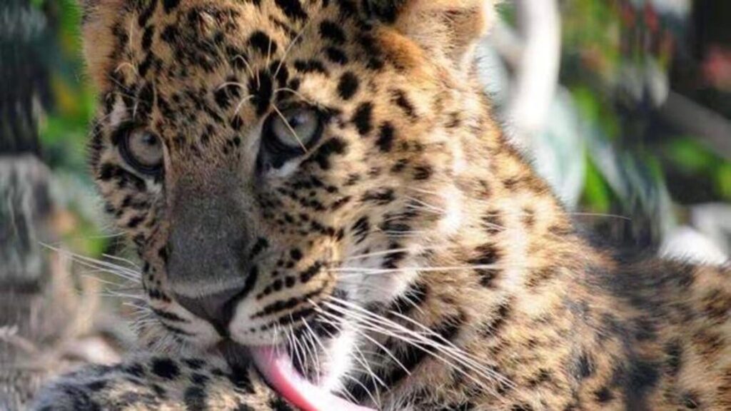 Leopard, bison electrocuted by wire set up by poachers in Chhattisgarh forest
