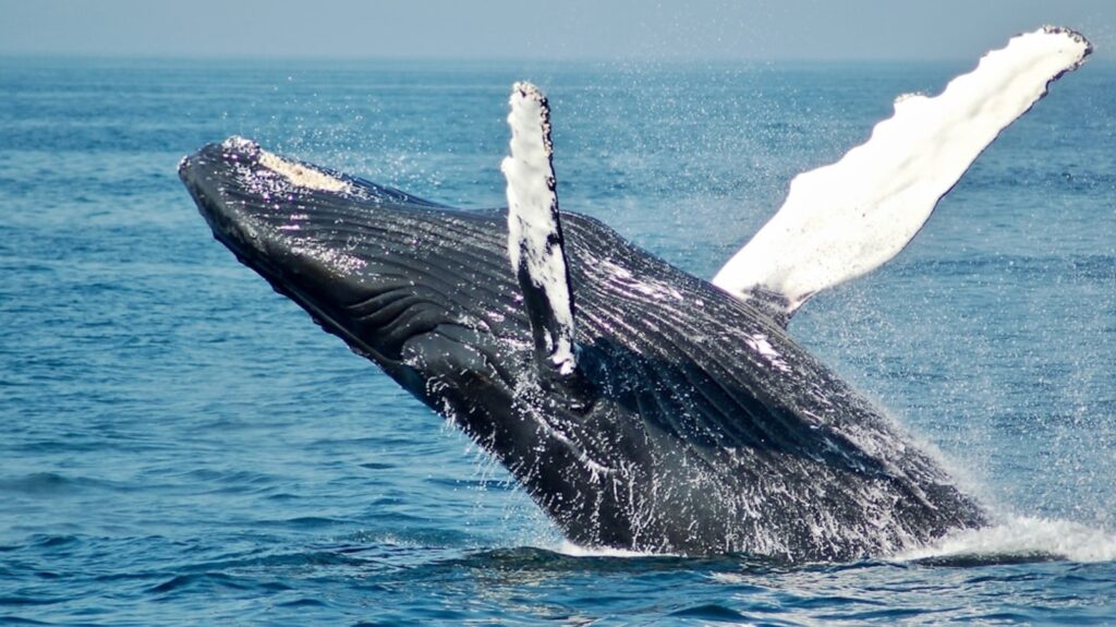 Limo-sized dead grey whale washes ashore in Huntington Beach, cause of death a mystery