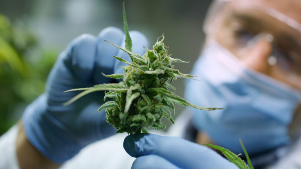 Medical cannabis shows promise in treating cancer-related symptoms, largest-ever study reveals | Health