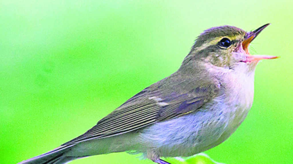 Migratory birds from Europe add to 81 species spotted at Fergusson College