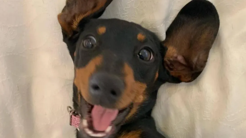 Miniature dachshund rescued after surviving 529 days alone in woods: ‘Evaded venomous snakes’ | Trending