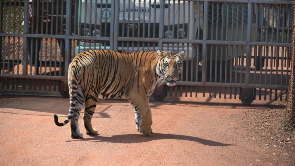 Nevada man arrested after 7 ‘emotional support’ Bengal tigers found at his home | Trending