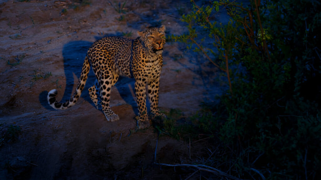 Night Safari: Jungle adventures after hours