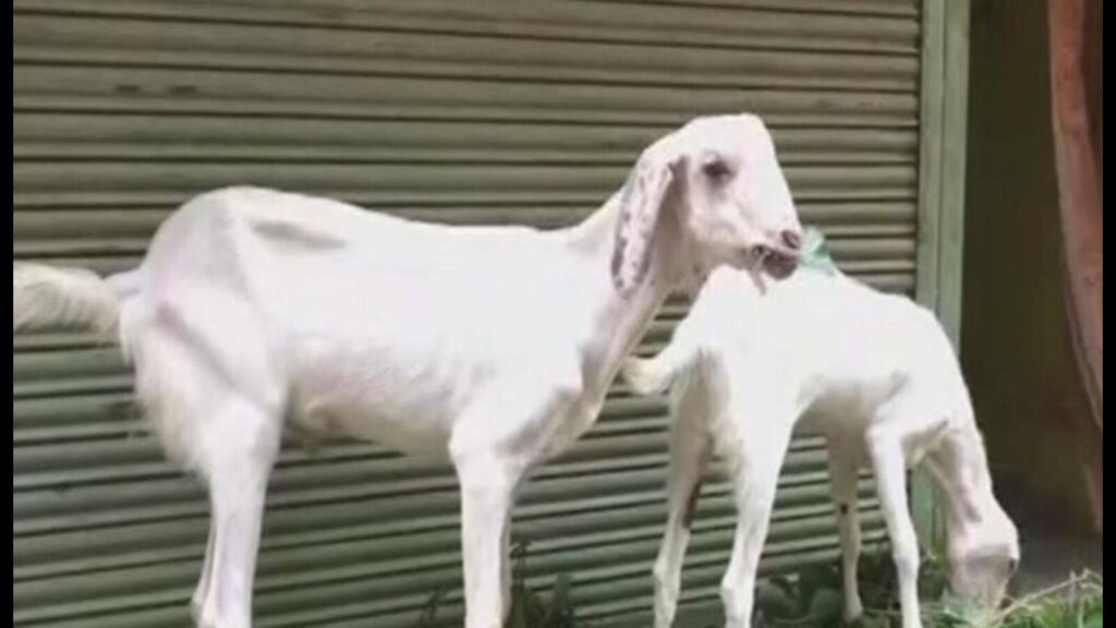 No kid-ding: Baby goat helps police settle theft dispute in Kanpur!