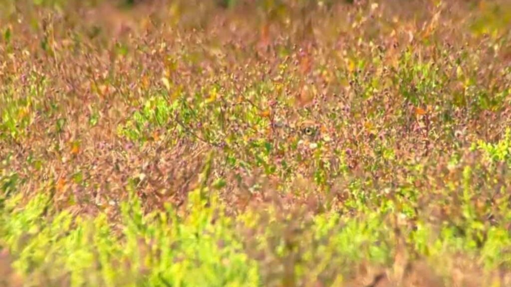 Optical illusion: If you can spot hidden bird in this image, you’ll be hailed as sharpest observer of the day | Trending