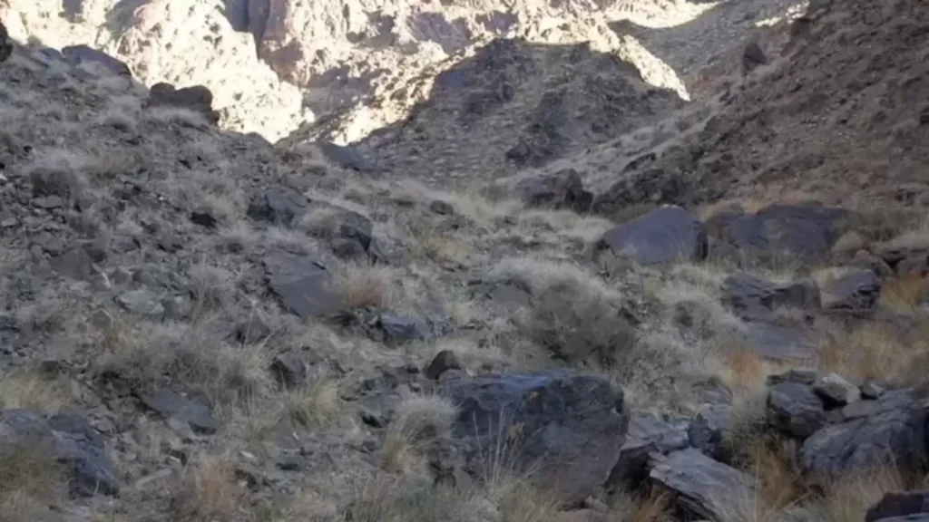 Optical illusion: If you can spot the snow leopard in this image, your attention to detail is next-level | Trending