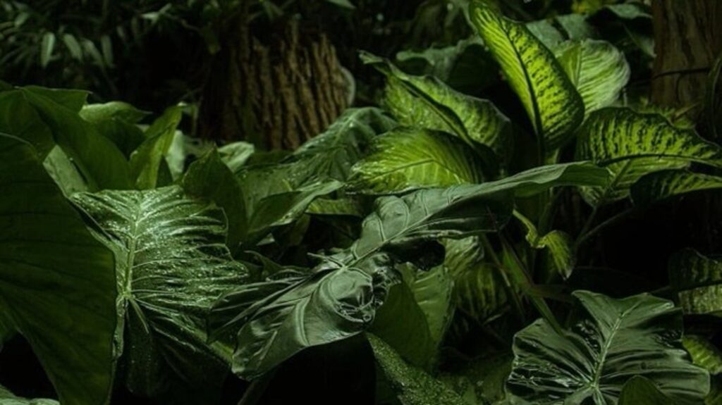 Optical illusion: Only 1 in 100 can spot the grasshopper in this image. Are you one of them? | Trending