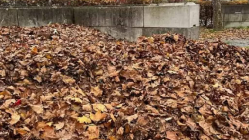 Optical illusion: Only 1 in 100 people can spot the hidden dog in this image within 10 seconds | Trending