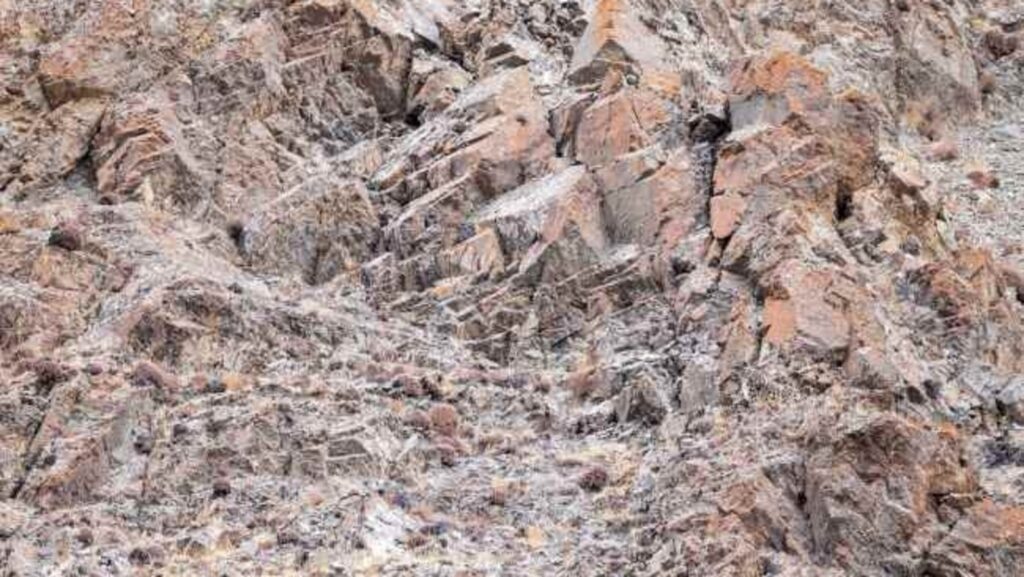 Optical illusion: Prove you’re internet’s sharpest observer by spotting hidden snow leopard in 8 seconds | Trending