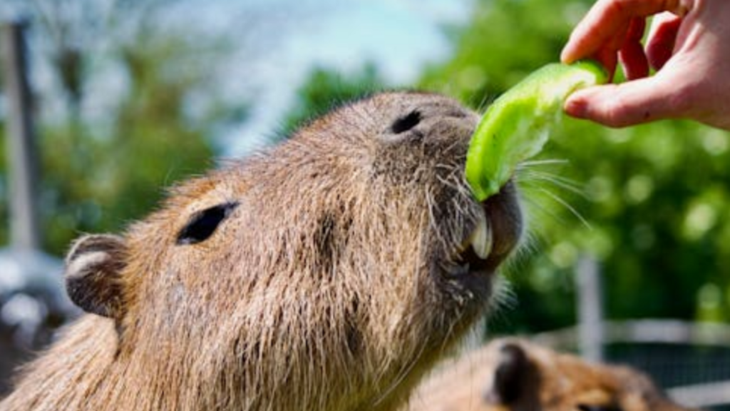 People are flocking to this cafe to cuddle the world’s chillest critters, capybaras | Trending