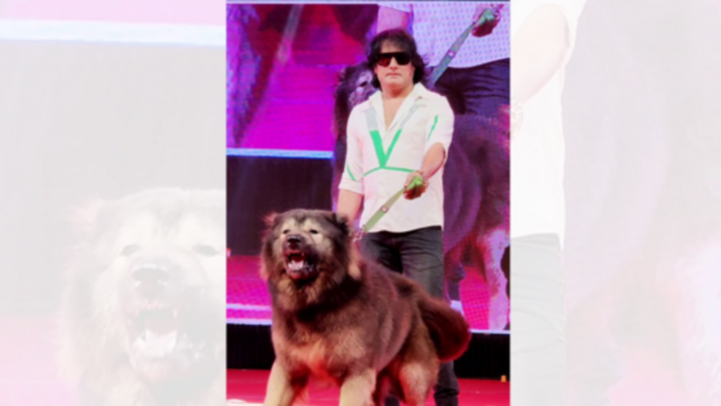 Publicity over puppy: ED finds Bengaluru breeder’s ₹50 crore ‘wolfdog’ story a hoax | Bengaluru