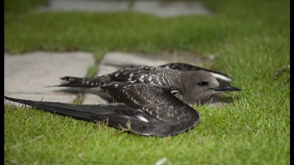 Pune district home to over 700 wildlife species