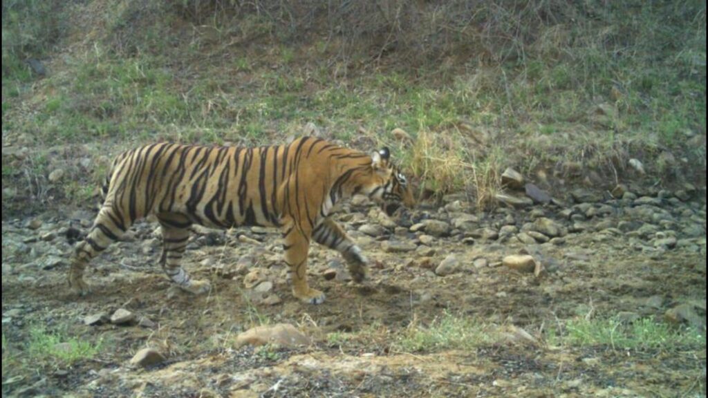 Ranthambore tigress gives birth to 2 cubs
