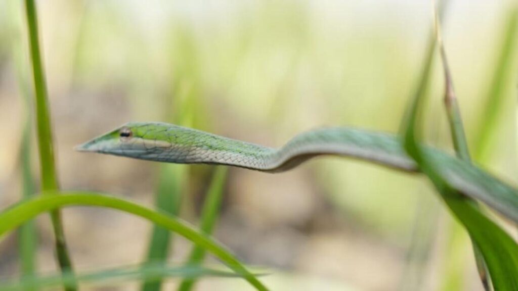 Rare long-snouted vine snake sighted at Dudhwa Tiger Reserve in Uttar Pradesh