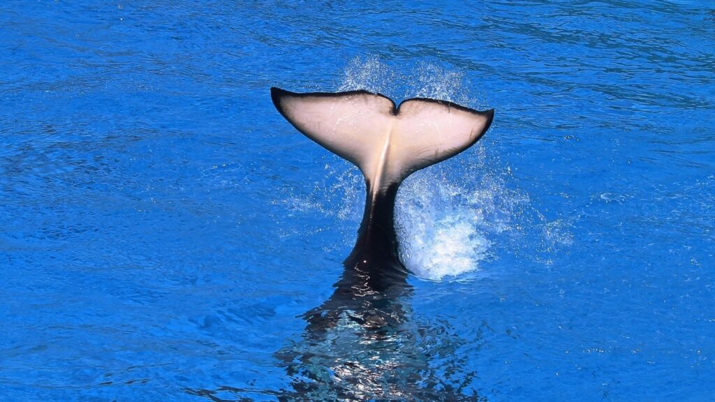 Rare ‘albino’ killer whale stuns the world: Viral video shows elusive orca swimming with its pod | Trending