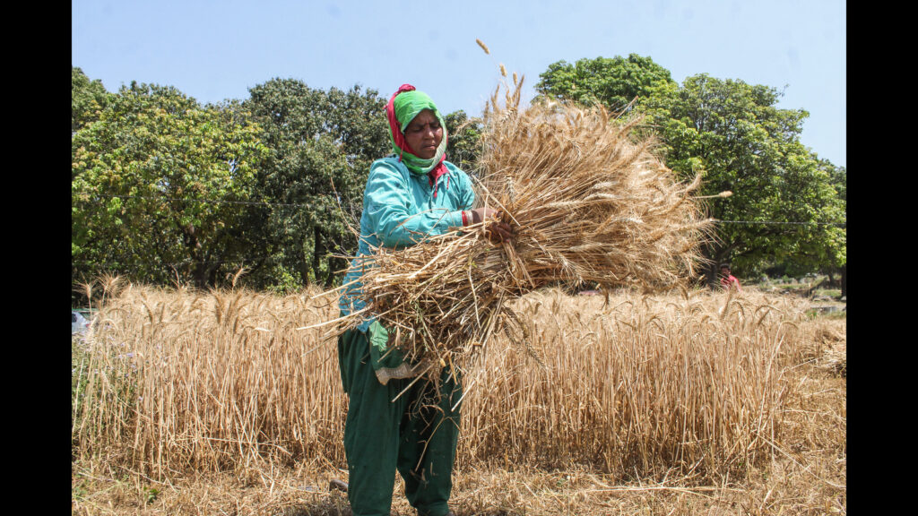 Record wheat, rice stocks as spells of rain shielded crops | Latest News India