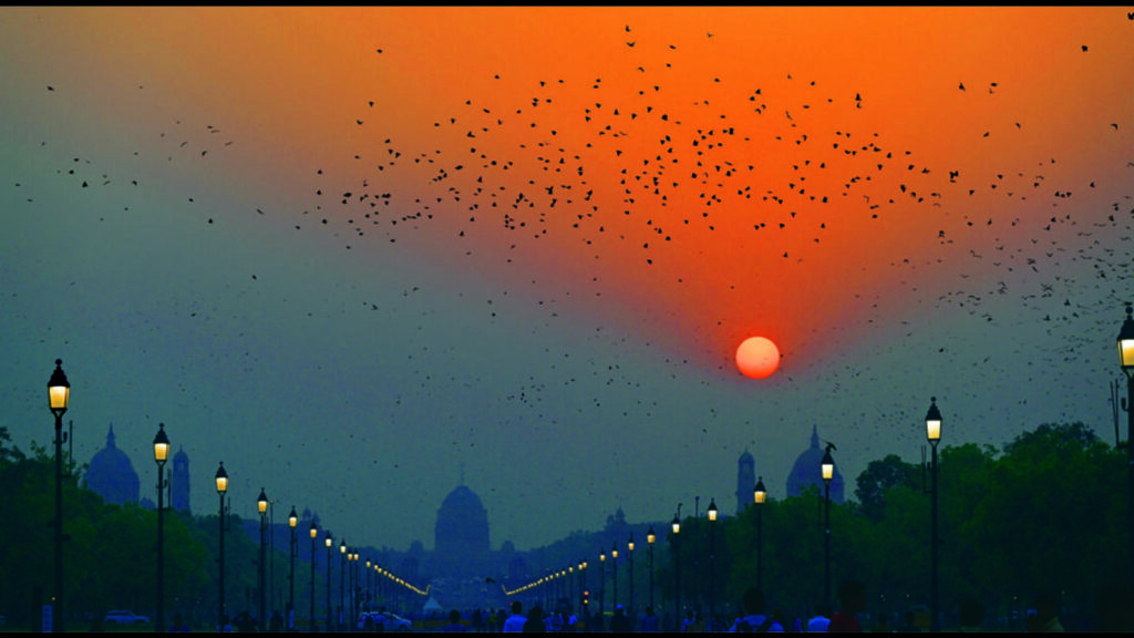 Rosy starlings dazzle Delhi’s sky | Latest News Delhi