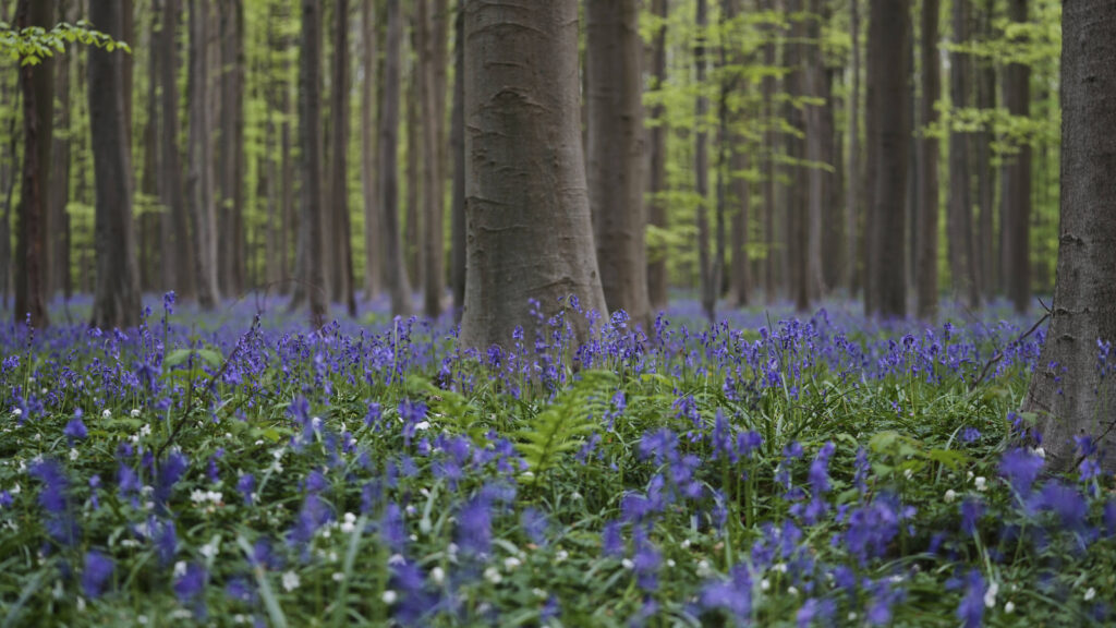 Step into a sea of bluebells: This enchanted forest in Belgium is giving everyone a much-needed mental reset | Travel