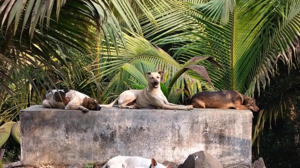 Study finds dip in stray dog numbers in 10 years | Mumbai news