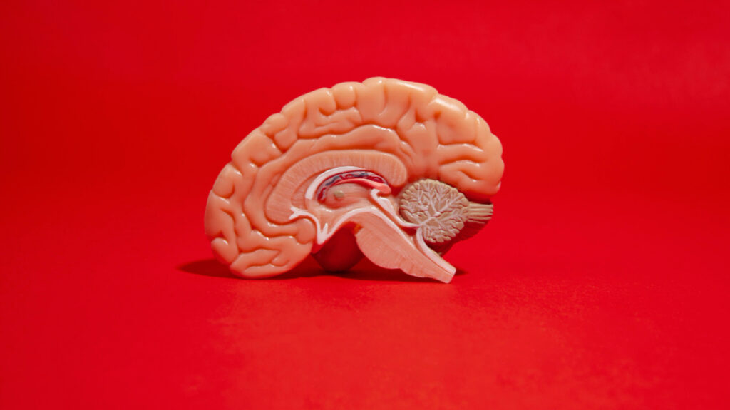 Study reveals brain networks that shape political engagement and passion | Health